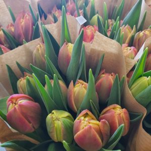Novelty Tulips