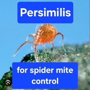 Persimilis